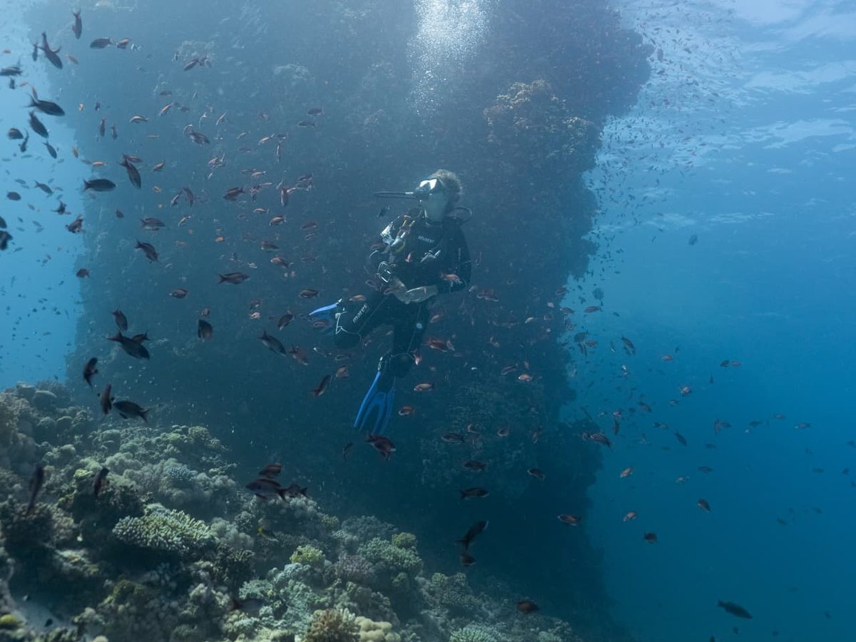 Taucherin entdeckt am Korallenriff die Unterwasserwelt des Roten Meeres